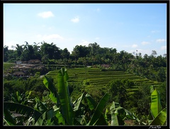 BALI 02 BEDUGUL 05