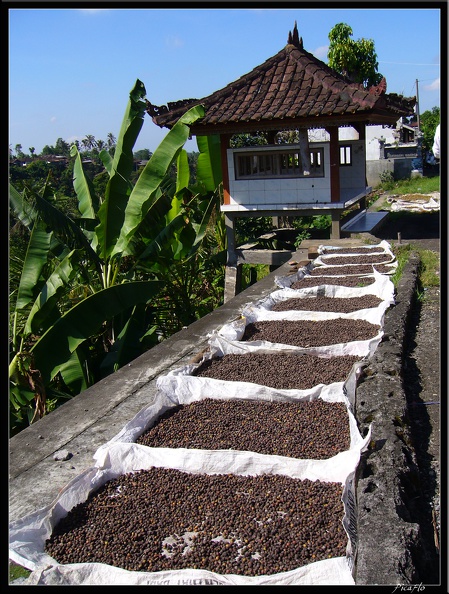 BALI_02_BEDUGUL_06.jpg