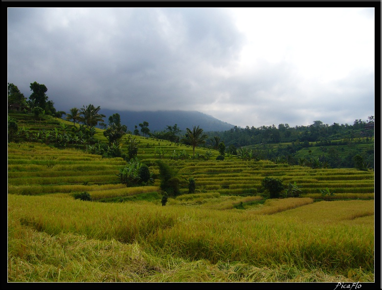 BALI_02_BEDUGUL_34.jpg