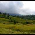 BALI 02 BEDUGUL 34