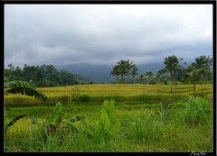 BALI 02 BEDUGUL 37