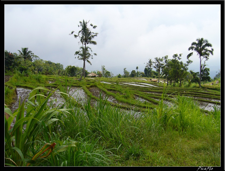 BALI_03_MUNDUK_32.jpg