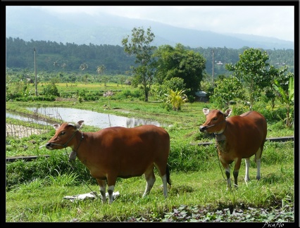 BALI 09 TIRTAGANGA 05