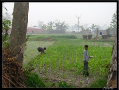 NEPAL 06 LUMBINI 003