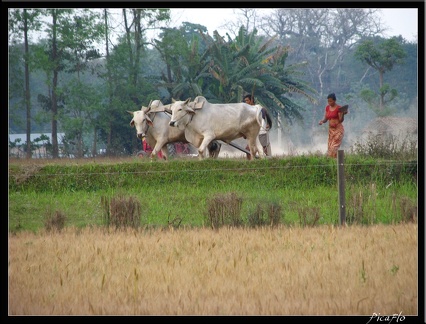 NEPAL 07 CHITWAN 041