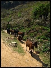 NEPAL 09 BANDIPUR 035