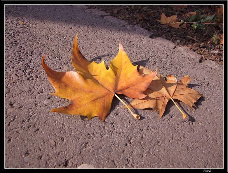 01_Schlossgarten_Rosensteinpark_Wilhelma_045.jpg