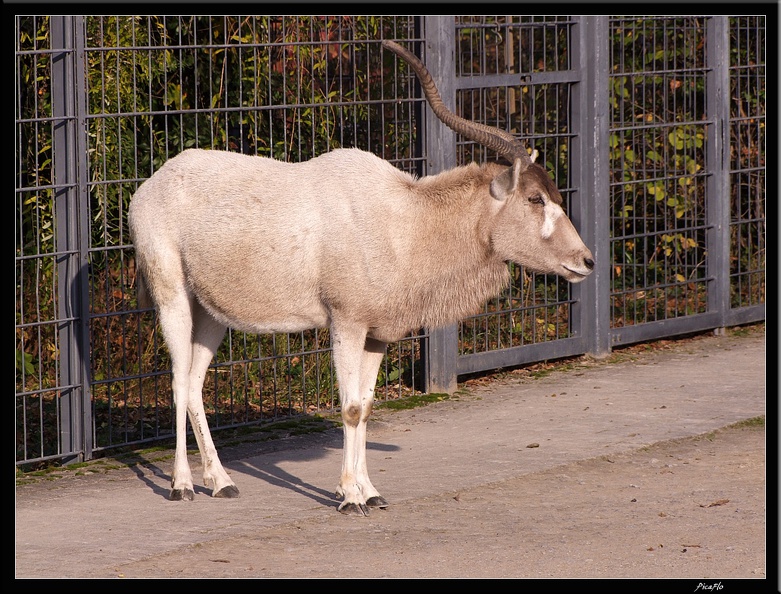 01_Schlossgarten_Rosensteinpark_Wilhelma_081.jpg