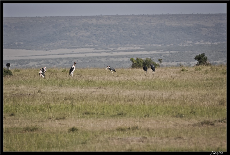 Kenya 01 Masai Mara 004