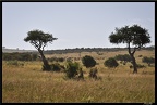 Kenya 01 Masai Mara 008