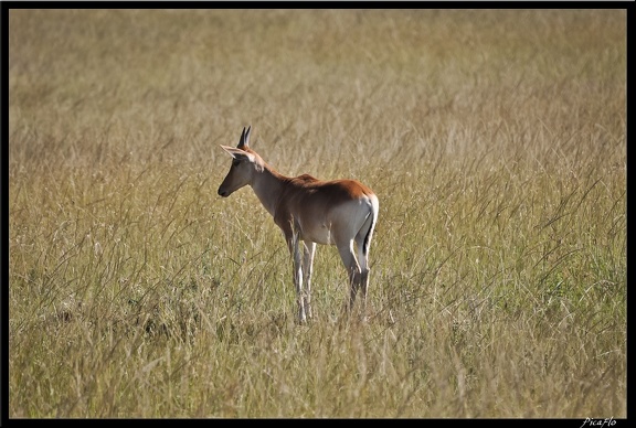 Kenya 01 Masai Mara 015