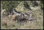 Kenya 01 Masai Mara 023