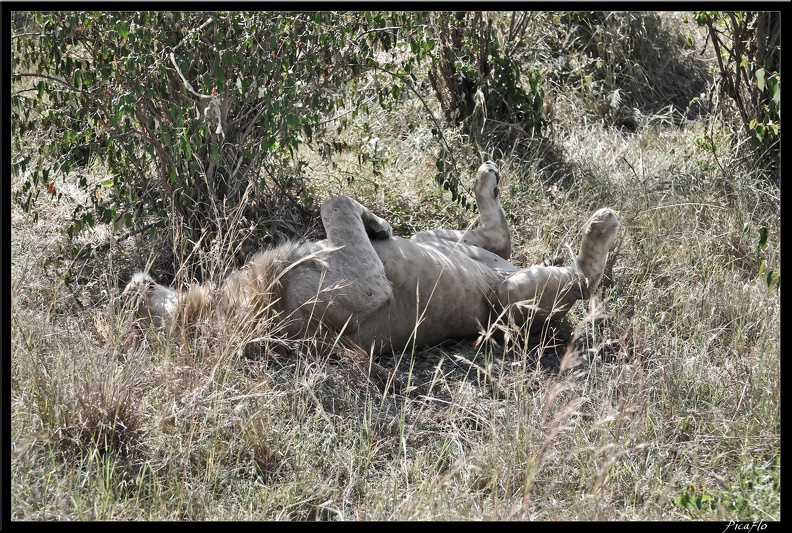 Kenya_01_Masai_Mara_024.jpg