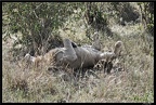 Kenya 01 Masai Mara 024