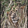 Kenya 01 Masai Mara 028