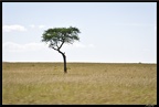Kenya 01 Masai Mara 030