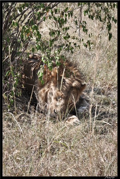 Kenya_01_Masai_Mara_032.jpg