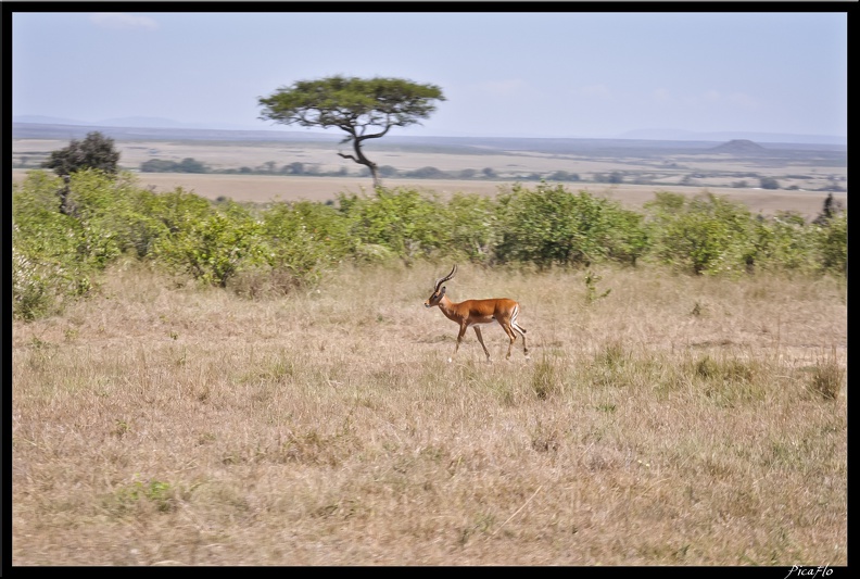Kenya 01 Masai Mara 041