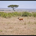 Kenya 01 Masai Mara 041