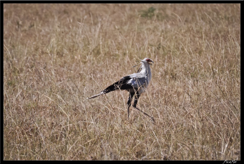 Kenya_01_Masai_Mara_045.jpg