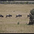 Kenya 01 Masai Mara 049