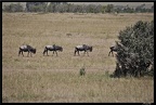 Kenya 01 Masai Mara 049