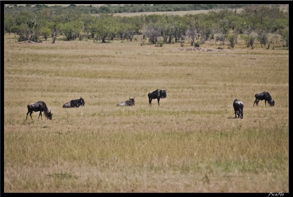 Kenya 01 Masai Mara 050