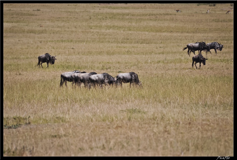 Kenya_01_Masai_Mara_052.jpg