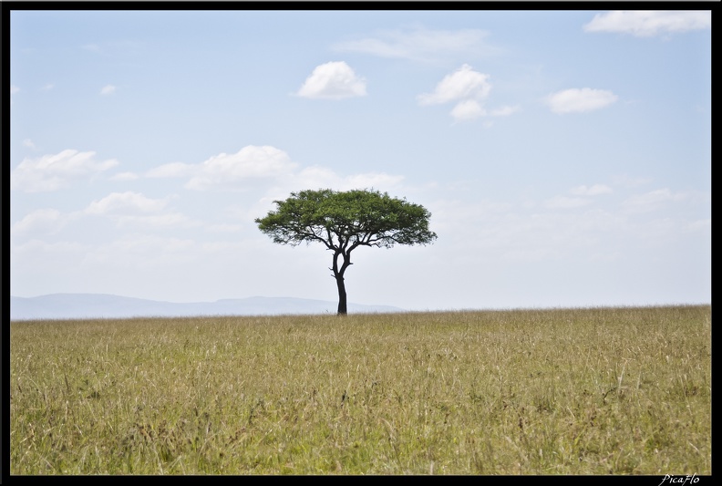 Kenya_01_Masai_Mara_059.jpg