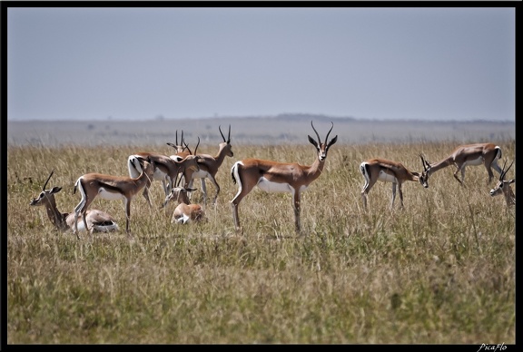 Kenya 01 Masai Mara 061