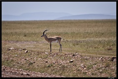 Kenya 01 Masai Mara 062