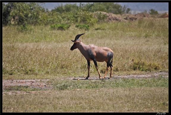 Kenya 01 Masai Mara 064