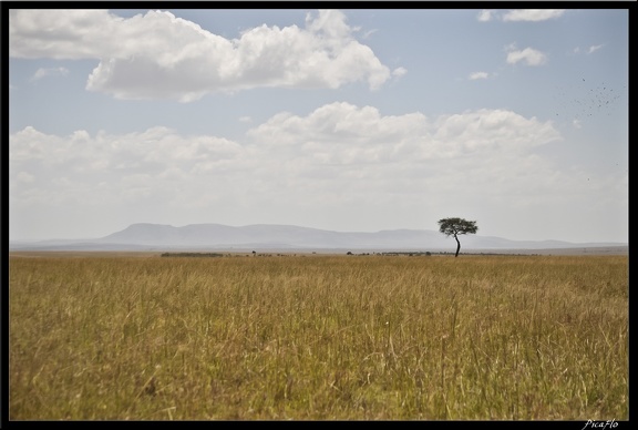 Kenya 01 Masai Mara 072