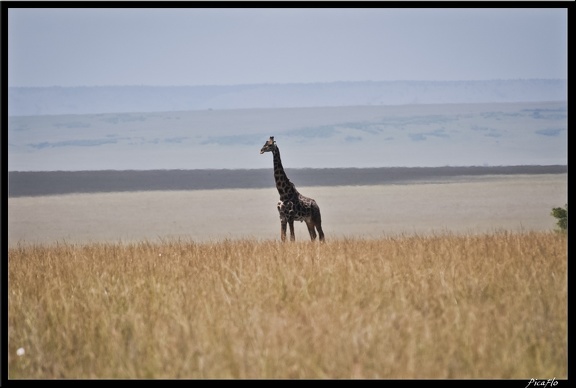 Kenya 01 Masai Mara 075