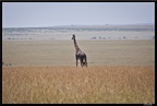 Kenya 01 Masai Mara 076