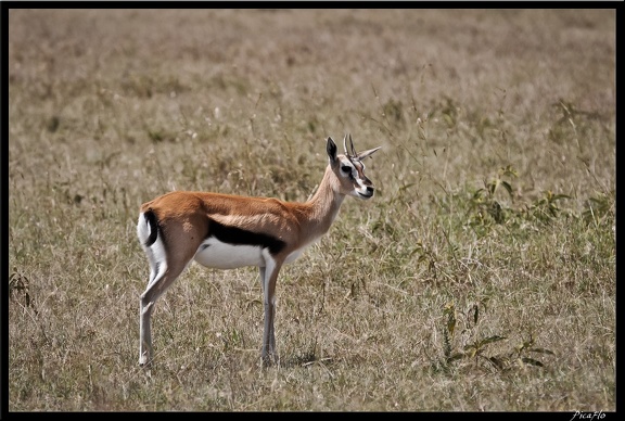 Kenya 01 Masai Mara 077