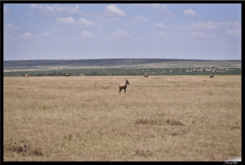 Kenya 01 Masai Mara 079