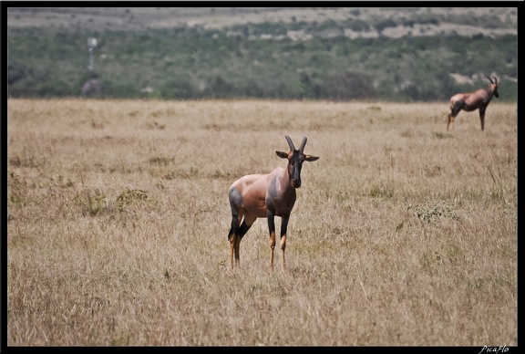 Kenya 01 Masai Mara 080