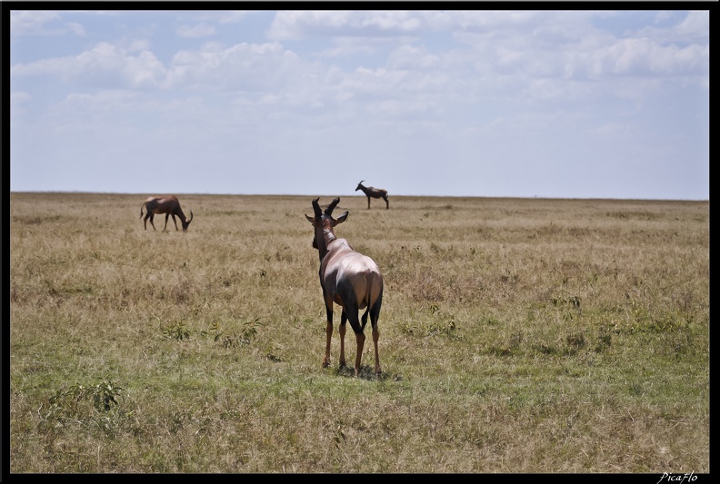 Kenya 01 Masai Mara 083