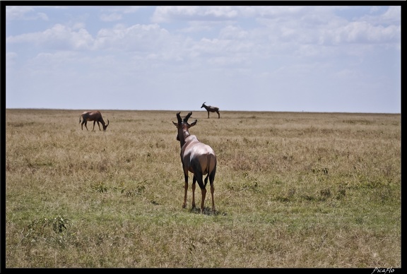 Kenya 01 Masai Mara 083