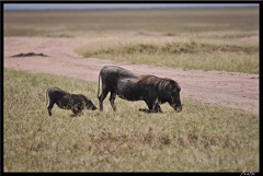 Kenya 01 Masai Mara 084