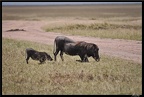 Kenya 01 Masai Mara 084