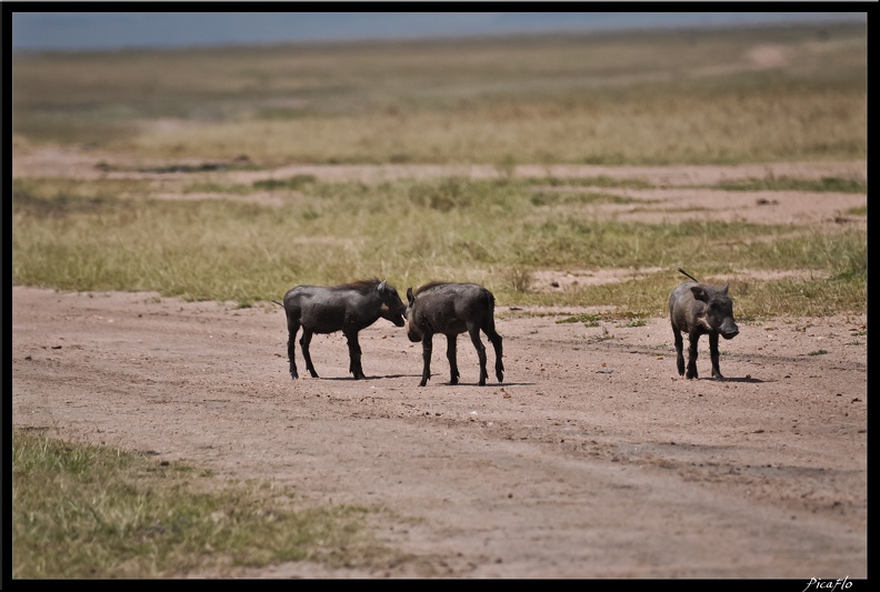 Kenya_01_Masai_Mara_085.jpg