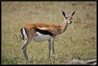 Kenya 01 Masai Mara 090