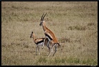 Kenya 01 Masai Mara 091