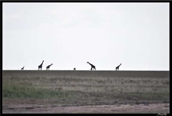Kenya 01 Masai Mara 117