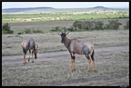 Kenya 01 Masai Mara 118