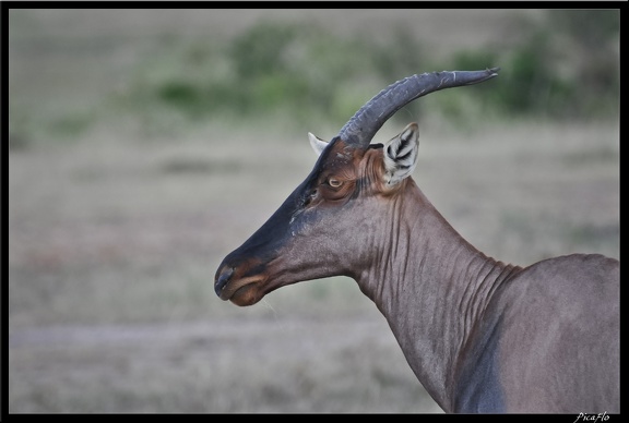 Kenya 01 Masai Mara 119
