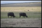 Kenya 01 Masai Mara 121