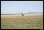 Kenya 01 Masai Mara 125